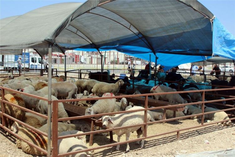 Akdeniz Belediyesi Kurban Bayramna hazr