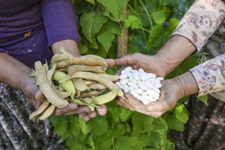 Glnarl retici Leylek Fasulyesinin hasadn yapt