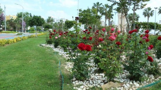 Mersin, yaz iekleriyle renklendi