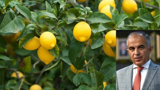 Limon ihrac serbest