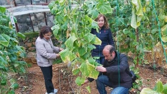Seraclara sebze hastalklar anlatld