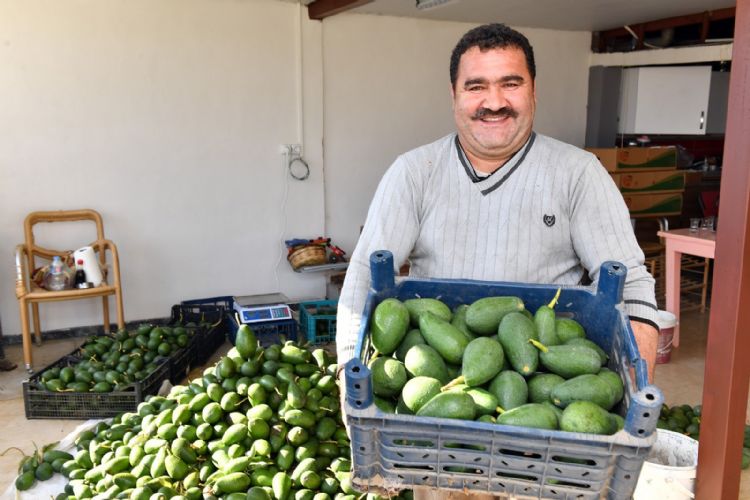 Avokado üreticileri hasat yaptı  