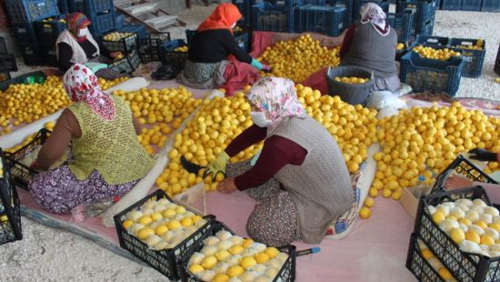 Narenciye ihracatnda yeni sezon umut veriyor