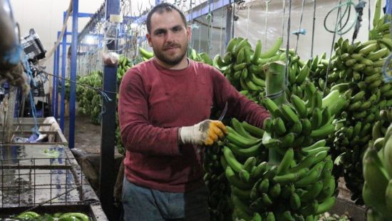 Transit muzlarn i piyasaya srlecei endiesi