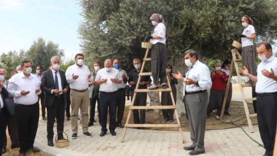 1300 y�ll�k zeytin a�ac�nda hasat  �t�ren� havas�nda ge�ti!