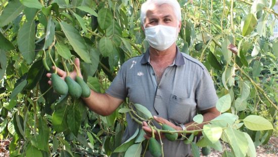Avokado topland gn ihracat yolculuuna kyor