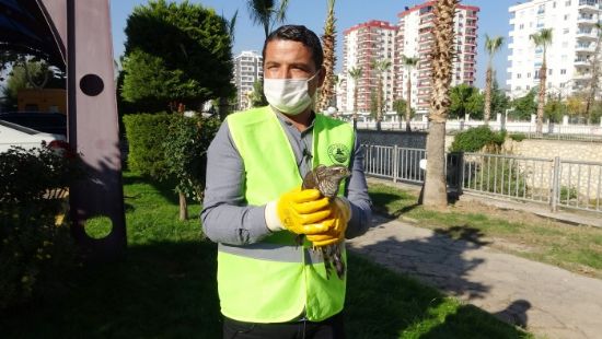 Tedavisinin ard�ndan sal�nan atmacaya kargalar sald�rd�