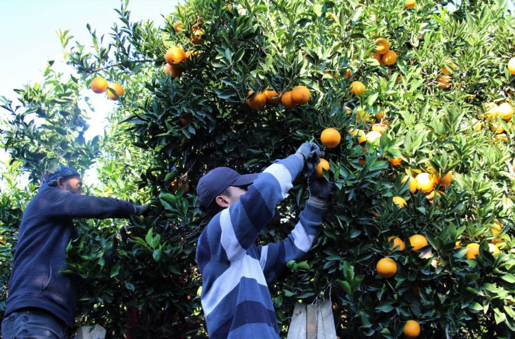 Mersin’de portakal hasadı başladı 