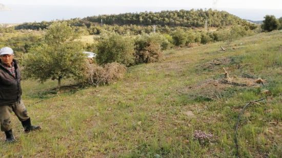 Silifke’de bahedeki zeytin aalar ikinci kez kesildi