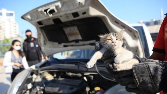 Kaputa giren yavru kediler itfaiye ekiplerince kurtar�ld�