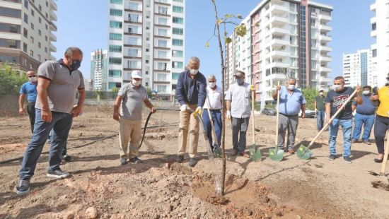 Ihlamur aalar Mezitlide boy verecek