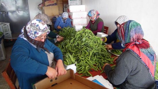 Mersin’den Iraka ihra edilen baklada hasat sona erdi