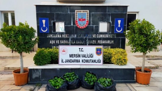 ald 120 kilo avokado ile yakaland