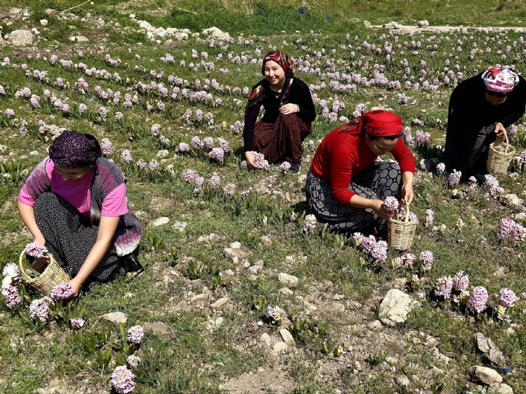 Mezitli�de lale ve s�mb�l hasad� ba�lad�