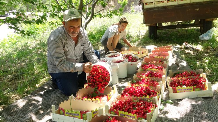 Turfanda kiraz hasad balad