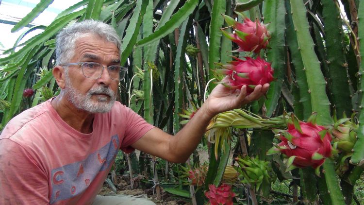 Pitaya bahelerinde hasat balad