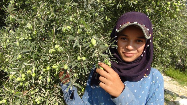 Silifkede zeytin hasad balad