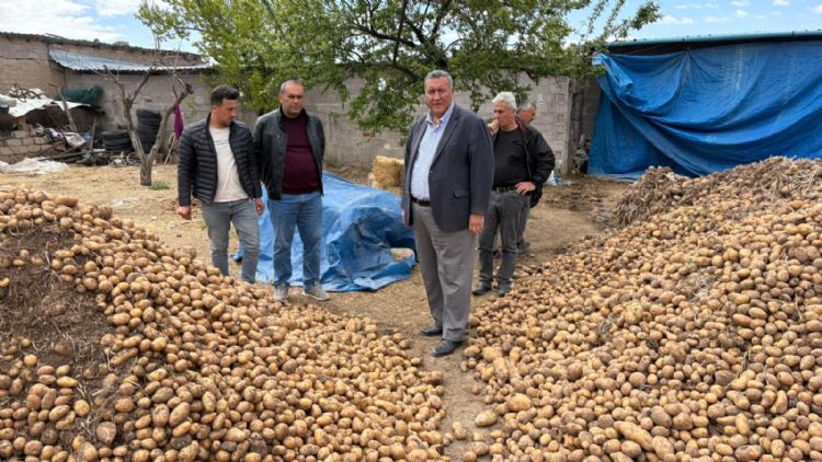 Binlerce ton patates hayvan yemi oldu