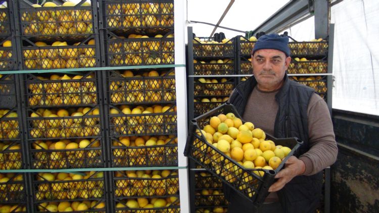 Mersinden Aksaraya 20 ton cretsiz limon gnderildi